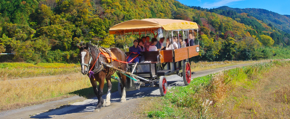 マスコット馬、”ベッカム君”8才♂。